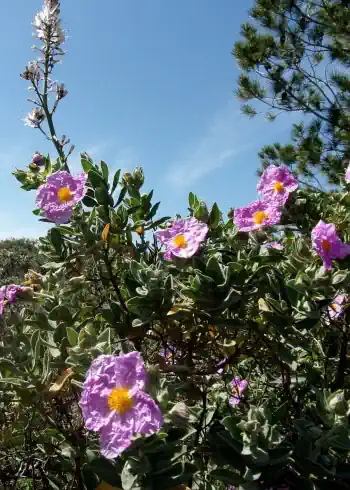 Wie bereitet man Cistus Tee zu?