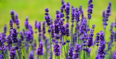 Beruhigungstee - Lavendel der beruhigende Duft.
