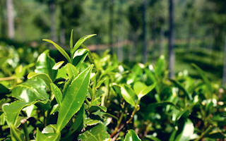 Ceylon Tee – Wirkung und Anwendung des aus den Teeplantagen Sri Lankas