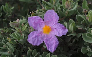 Cistustee: Anwendung und Wirkung von Zistrose Tee