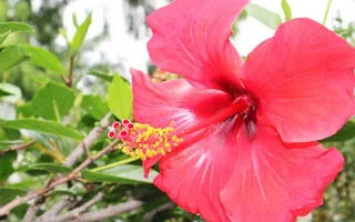 Hibiskustee – Anwendung und Wirkung