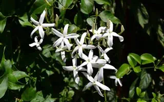 Jasmintee – Anwendung und Wirkung Jasmintee – Anwendung und Wirkung