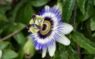 Passionsblumentee – Wirkung und Anwendung