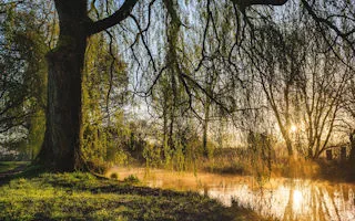 Weidentee: Natürliche Linderung und Gesundheitsvorteile Weidentee: Natürliche Linderung und Gesundheitsvorteile