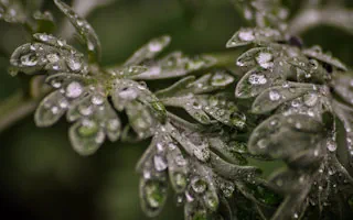 Wermut Tee – Anwendung und Wirkung